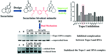 Graphical abstract: Novel bivalent securinine mimetics as topoisomerase I inhibitors
