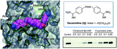 Graphical abstract: Discovery of decamidine as a new and potent PRMT1 inhibitor