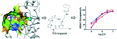 Graphical abstract: Quantitative measurement of intracellular HDAC1/2 drug occupancy using a trans-cyclooctene largazole thiol probe