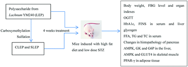 Graphical abstract: Hypoglycemic and hypolipidemic effects of a polysaccharide from Lachnum YM240 and its derivatives in mice, induced by a high fat diet and low dose STZ