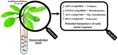 Graphical abstract: Early transcriptomic response of Arabidopsis thaliana to polymetallic contamination: implications for the identification of potential biomarkers of metal exposure