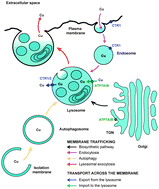 Graphical abstract: The emerging role of lysosomes in copper homeostasis