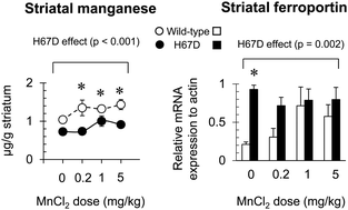 Graphical abstract: Mutation in HFE gene decreases manganese accumulation and oxidative stress in the brain after olfactory manganese exposure