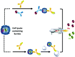 Graphical abstract: Iron speciation, ferritin concentrations and Fe : ferritin ratios in different malignant breast cancer cell lines: on the search for cancer biomarkers