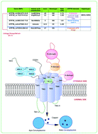 Graphical abstract: Non-ceruloplasmin bound copper and ATP7B gene variants in Alzheimer's disease