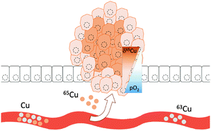 Graphical abstract: Hypoxia induces copper stable isotope fractionation in hepatocellular carcinoma, in a HIF-independent manner