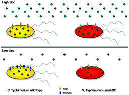 Graphical abstract: Zinc is required to ensure the expression of flagella and the ability to form biofilms in Salmonella enterica sv Typhimurium