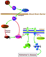 Graphical abstract: Selenomethionine reduces the deposition of beta-amyloid plaques by modulating β-secretase and enhancing selenoenzymatic activity in a mouse model of Alzheimer's disease