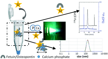 Graphical abstract: Investigation of uranium interactions with calcium phosphate-binding proteins using ICP/MS and CE-ICP/MS