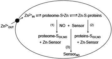 Graphical abstract: Detection of Zn2+ release in nitric oxide treated cells and proteome: dependence on fluorescent sensor and proteomic sulfhydryl groups