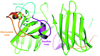 Graphical abstract: Oxygen-dependent activation of Cu,Zn-superoxide dismutase-1
