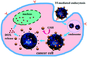 Graphical abstract: Redox stimuli-responsive hollow mesoporous silica nanocarriers for targeted drug delivery in cancer therapy
