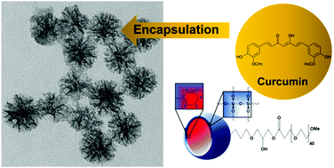 Graphical abstract: How does the chain length of PEG functionalized at the outer surface of mesoporous silica nanoparticles alter the uptake of molecules?