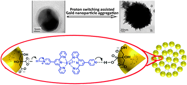 Graphical abstract: Proton switching as a driving force for the metal–organic complex-mediated growth of gold colloids