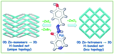 Graphical abstract: Halide ion-driven self-assembly of Zn(ii) compounds derived from an asymmetrical hydrazone building block: a combined experimental and theoretical study