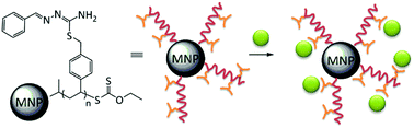 Graphical abstract: Magnetic nanoparticles with chelating shells prepared by RAFT/MADIX polymerization