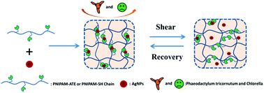 Graphical abstract: Novel anti-algal nanocomposite hydrogels based on thiol/acetyl thioester groups chelating with silver nanoparticles