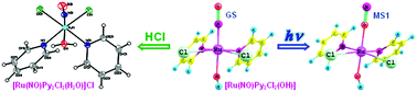 Graphical abstract: Synthesis and crystal structure of nitrosoruthenium complexes cis-[Ru(NO)Py2Cl2(OH)] and cis-[Ru(NO)Py2Cl2(H2O)]Cl. Photoinduced transformations of cis-[Ru(NO)Py2Cl2(OH)]