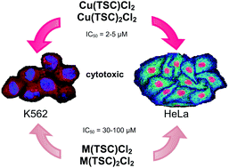 Graphical abstract: Thiosemicarbazone-derived copper(ii), cobalt(ii) and nickel(ii) complexes as potential anticancer agents: nuclease activity, cytotoxicity and apoptosis studies