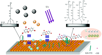 Graphical abstract: Titanium dioxide nanotube arrays with silane coupling agent modification for heavy metal reduction and persistent organic pollutant degradation
