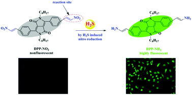 Graphical abstract: A nitroolefin functionalized DPP fluorescent probe for the selective detection of hydrogen sulfide