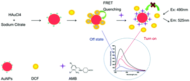 Graphical abstract: A turn-on FRET sensor based on dichlorofluorescein and AuNPs for rapid and ultrasensitive detection of ambroxol hydrochloride in urine