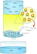 Graphical abstract: Phosphorus adsorption by a modified polyampholyte-diatomaceous earth material containing imidazole and carboxylic acid moieties: batch and dynamic studies