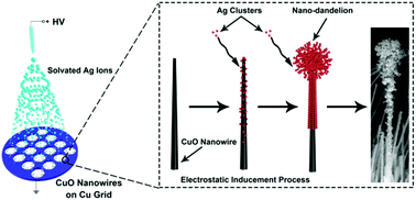 Graphical abstract: Electric-field-induced assembly of Ag nanoparticles on a CuO nanowire using ambient electrospray ionization