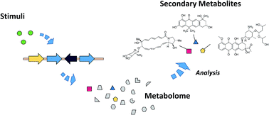 Graphical abstract: Comparative mass spectrometry-based metabolomics strategies for the investigation of microbial secondary metabolites