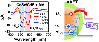 Graphical abstract: Shell effects on hole-coupled electron transfer dynamics from CdSe/CdS quantum dots to methyl viologen
