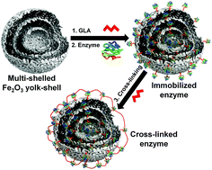Graphical abstract: Large-scale aerosol-assisted synthesis of biofriendly Fe2O3 yolk–shell particles: a promising support for enzyme immobilization