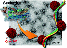 Graphical abstract: Apoferritin fibers: a new template for 1D fluorescent hybrid nanostructures
