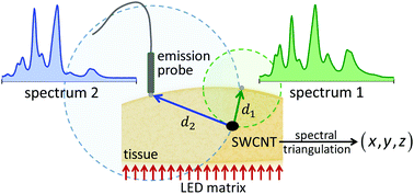 Graphical abstract: Spectral triangulation: a 3D method for locating single-walled carbon nanotubes in vivo