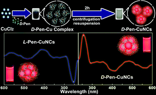 Graphical abstract: Optically active red-emitting Cu nanoclusters originating from complexation and redox reaction between copper(ii) and d/l-penicillamine