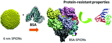 Graphical abstract: Albumin-coated SPIONs: an experimental and theoretical evaluation of protein conformation, binding affinity and competition with serum proteins