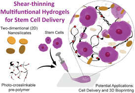 Graphical abstract: Injectable shear-thinning nanoengineered hydrogels for stem cell delivery