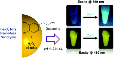 Graphical abstract: Iron oxide nanozyme catalyzed synthesis of fluorescent polydopamine for light-up Zn2+ detection