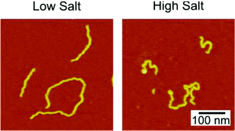 Graphical abstract: The persistence length of adsorbed dendronized polymers