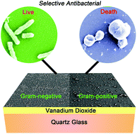Graphical abstract: Oxidative stress-mediated selective antimicrobial ability of nano-VO2 against Gram-positive bacteria for environmental and biomedical applications