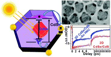 Graphical abstract: Photoinduced ultrafast charge separation in colloidal 2-dimensional CdSe/CdS-Au hybrid nanoplatelets and corresponding application in photocatalysis