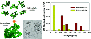 Graphical abstract: Quantifying intra- and extracellular aggregation of iron oxide nanoparticles and its influence on specific absorption rate