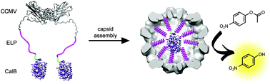 Graphical abstract: Highly efficient enzyme encapsulation in a protein nanocage: towards enzyme catalysis in a cellular nanocompartment mimic