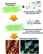 Graphical abstract: Engineered phage films as scaffolds for CaCO3 biomineralization