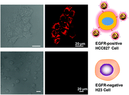 Graphical abstract: Targeted imaging of EGFR overexpressed cancer cells by brightly fluorescent nanoparticles conjugated with cetuximab