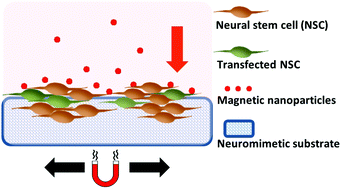 Graphical abstract: Nanoengineering neural stem cells on biomimetic substrates using magnetofection technology