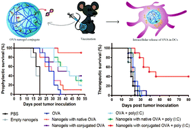 Graphical abstract: Strong in vivo antitumor responses induced by an antigen immobilized in nanogels via reducible bonds
