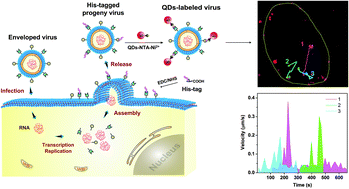 Graphical abstract: His-tag based in situ labelling of progeny viruses for real-time single virus tracking in living cells