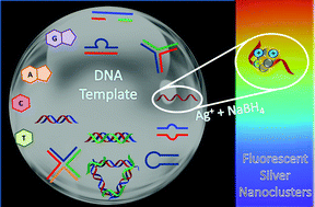 Graphical abstract: DNA-templated silver nanoclusters: structural correlation and fluorescence modulation