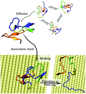 Graphical abstract: Fibrillation-prone conformations of the amyloid-β-42 peptide at the gold/water interface