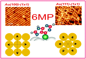 Graphical abstract: The role of the crystalline face in the ordering of 6-mercaptopurine self-assembled monolayers on gold